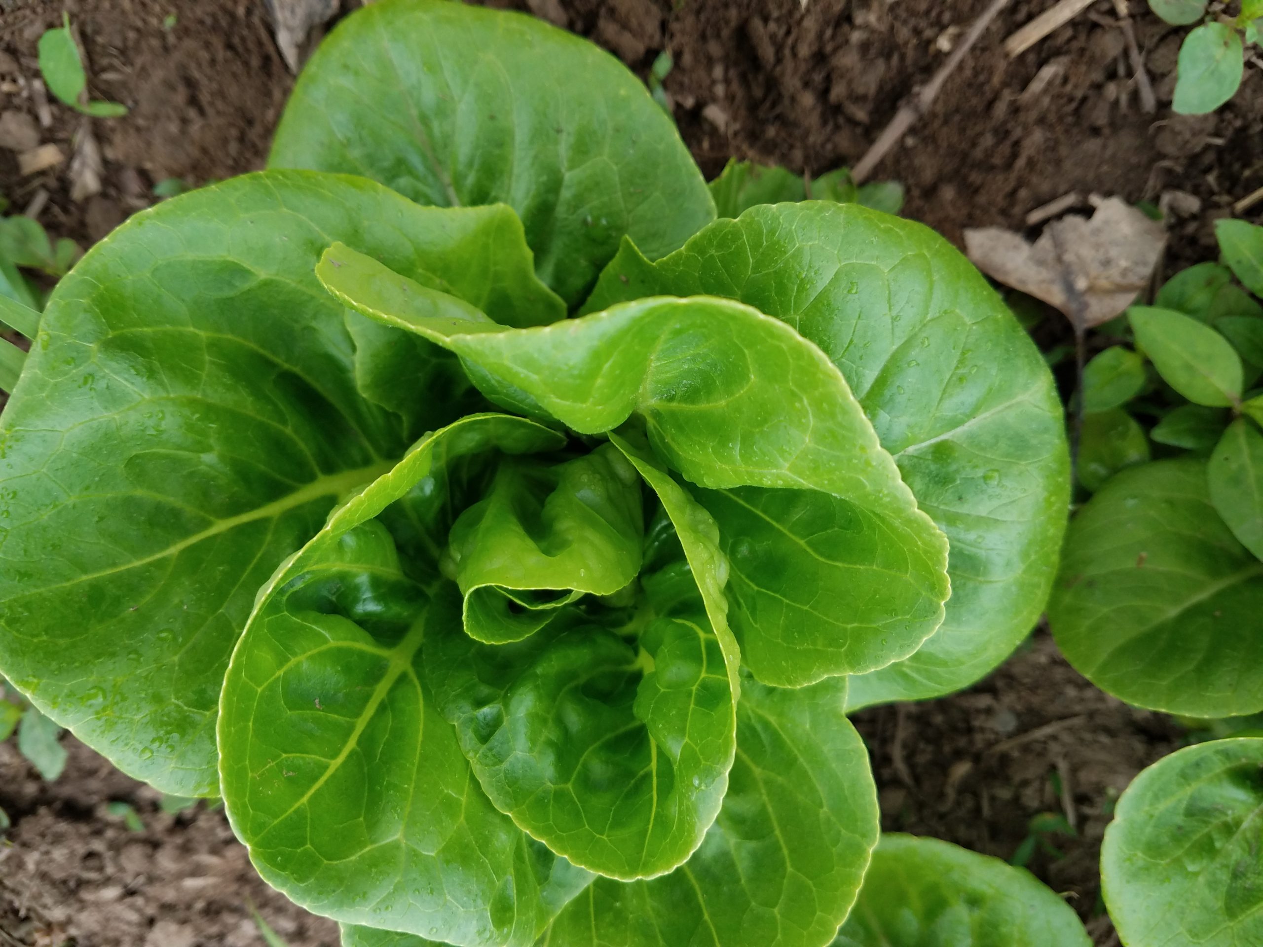 little-gem-lettuce-green-fiddlehead-farm