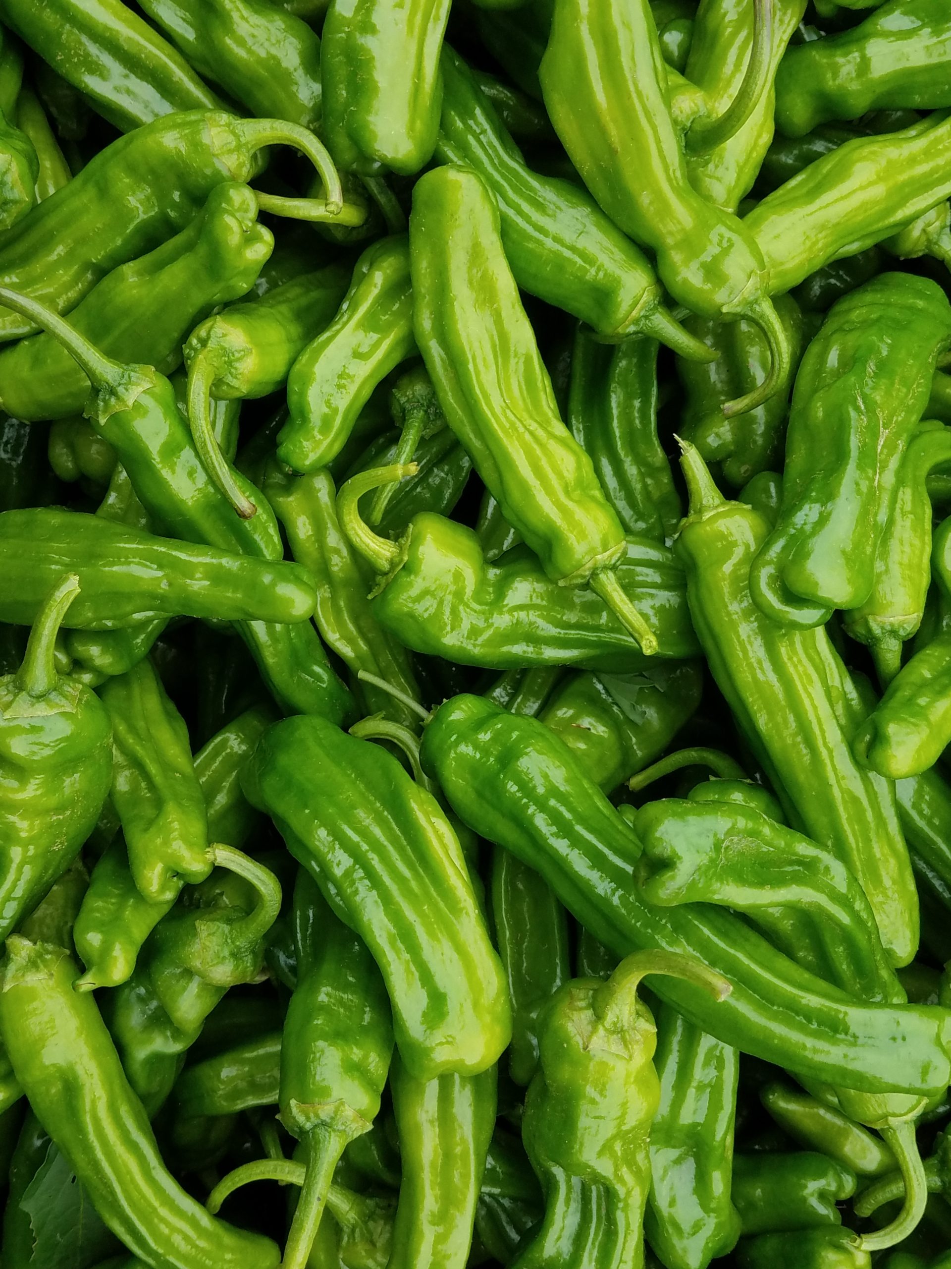 Shishito Peppers – FIDDLEHEAD FARM